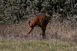 VIZSLA poil court 047